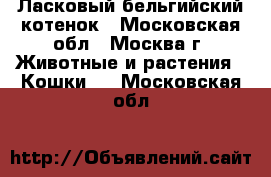 Ласковый бельгийский котенок - Московская обл., Москва г. Животные и растения » Кошки   . Московская обл.